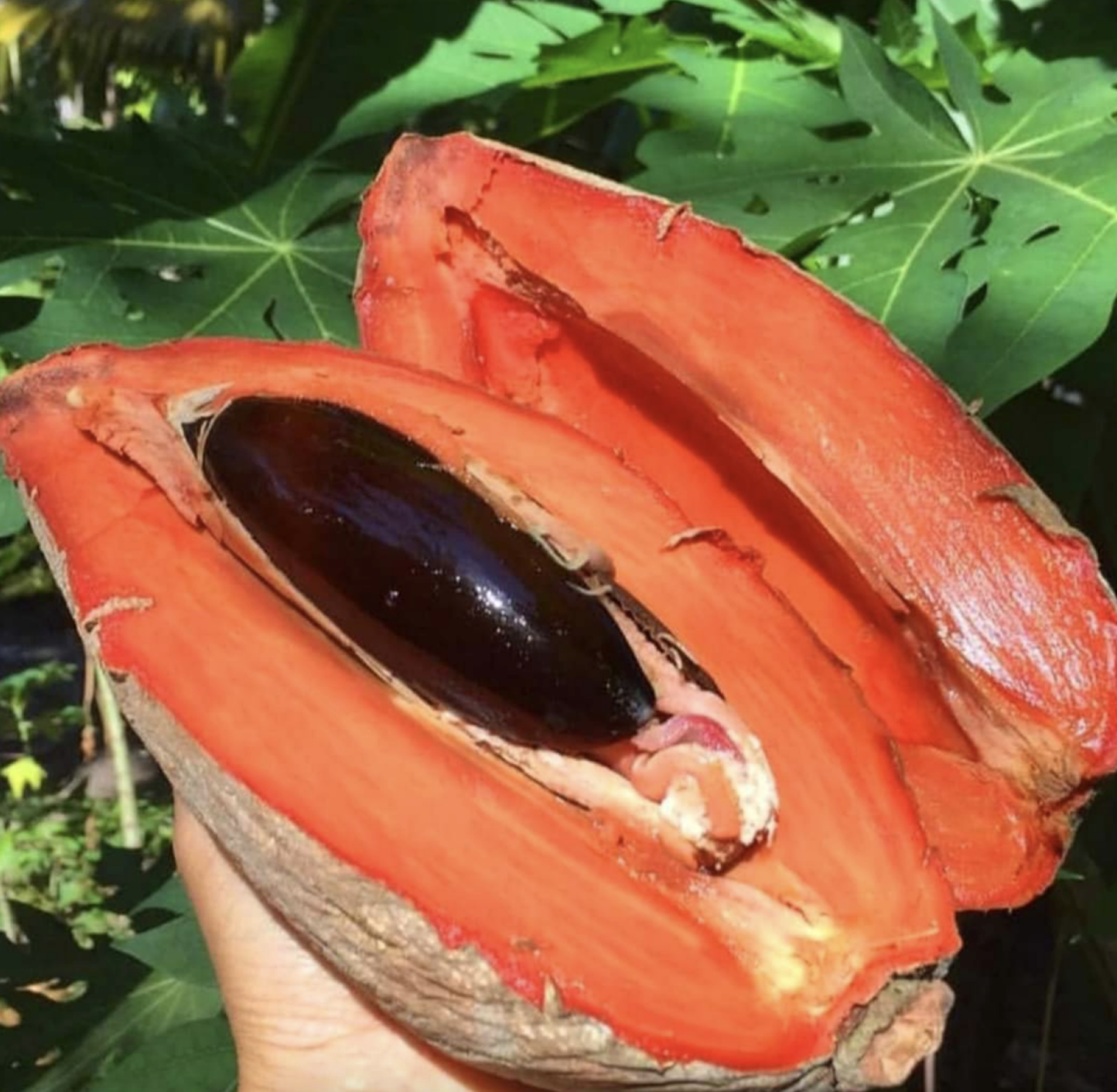 Fruto Sapote Natural
